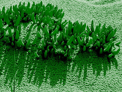 Halophytes are prolific food sources, carbon capturing plants able to withstand brackish water