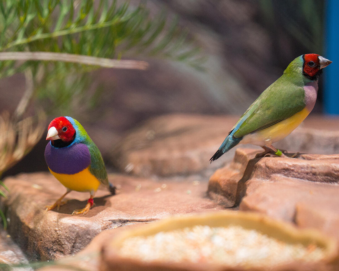 Color of Life. Courtesy of California Academy of Sciences