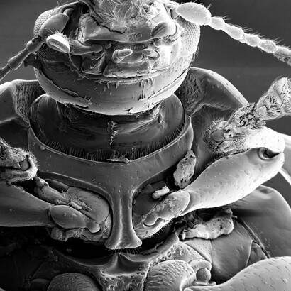 Boyle Family, Studies of Animal Life, Barcelona Site, World Series, 2000-2009 © Boyle Family, Londres