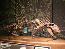Fossil Gallery. Courtesy of Tellus Science Museum