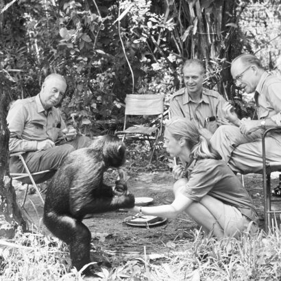 Jane Goodall scoprì dell'uso di utensili da parte degli scimpanzé