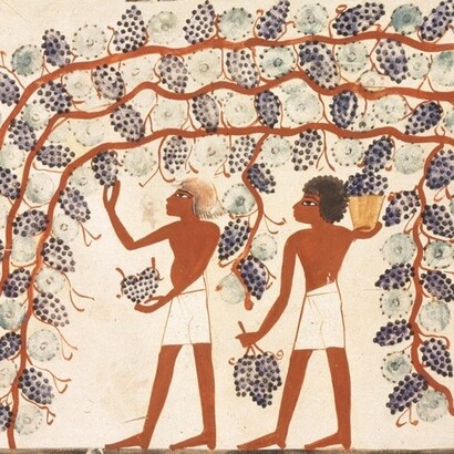 Affresco dalla cosiddetta Tomba di Nakht, TT52 (Theban Tomb 52) con una scena di vendemmia. Rilevata tra il 198 e il 1910 da Norman de Garis Davies per il Metropolitan Museum of Art di New York, USA