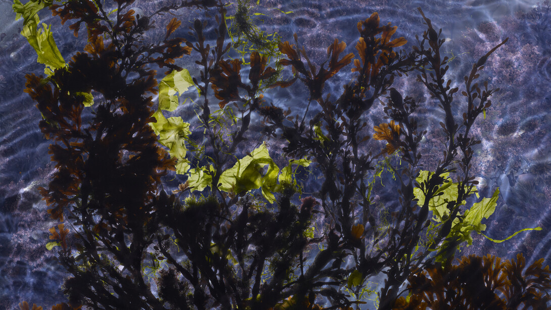 Susan Derges, Tide Pool 18, Unique C type print,  48 x 76 cm, 14 x 22 inches