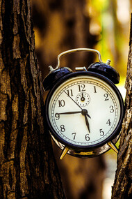 Reloj análogo entre las ramas de un árbol