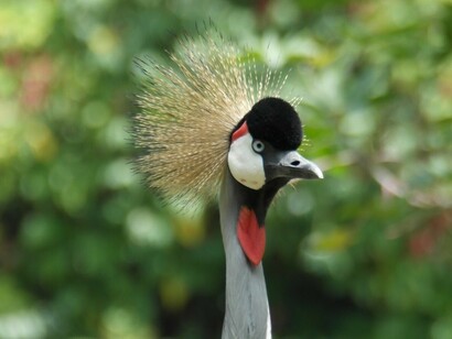 The problem is that killing the insects by pesticides is tantamount to killing the birds that feed on them