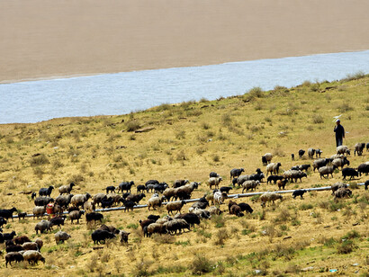 Traditional sheepherding beside the Amu Darya in Xorazm, Uzbekistan