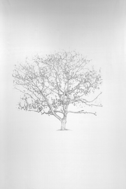 Marietta Patricia Leis, Evansecant 4, 2026. Courtesy of Turner Carroll Gallery