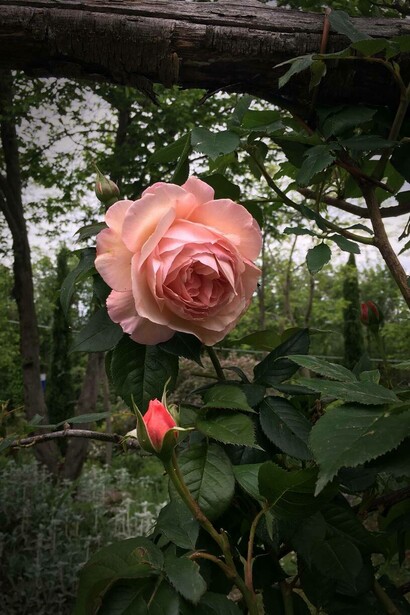 Spunta una rosa nel pergolato dell'orto,Giardino della Torre e delle piante tenaci, Vicenza, Italia