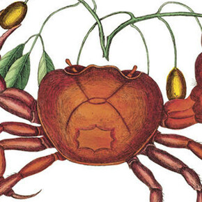 Opulent Oceans. Courtesy of American Museum of Natural History