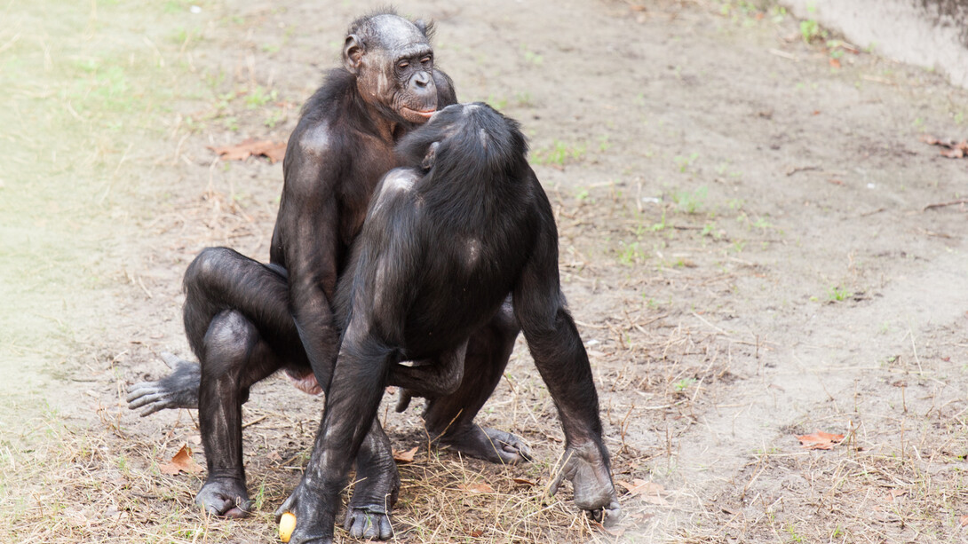 Bonobos
