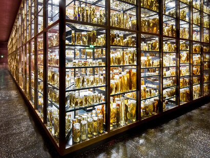 The Wet Collections. Courtesy of Museum für Naturkunde
