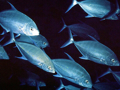 Cardumen de «Caranx malabaricus», de la familia Carangida
