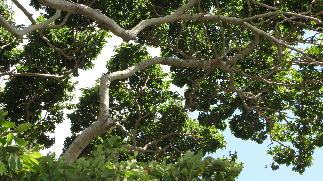 Copa de Jatobá. São árvores e assim serei eu: jatobá, o chapéu de sol que veio da praia, jaqueira, o abacateiro frágil que se apruma