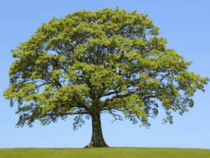 «Quercus robur», roble común,​ roble carballo, cajiga o roble fresnal 