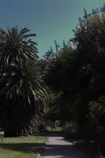 Palme all'Orto botanico di Roma