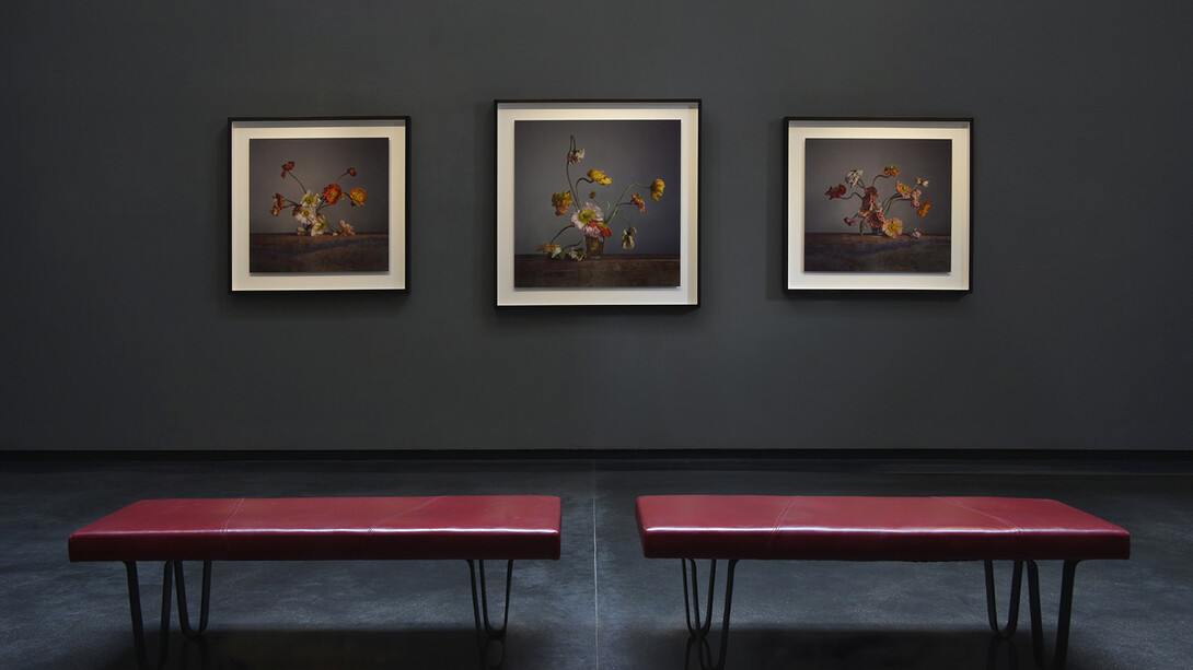 Richard Learoyd & Irving Penn: flowers, exhibition view. Courtesy of Hamiltons Gallery
