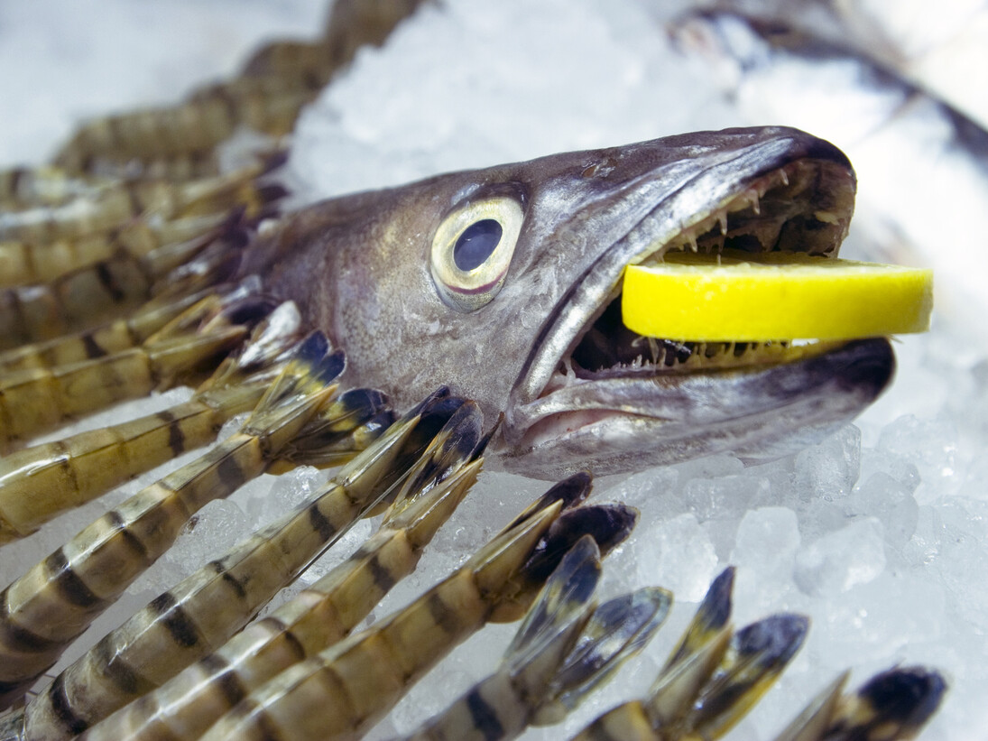 Sam Curtis, Launch event at Sluice Art Fair, Centre for Innovative and Radical Fishmongery, 2013, Image courtesy of the artist