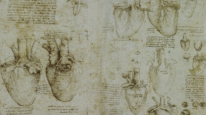 Leonardo da Vinci, The heart and coronary vessels drawing