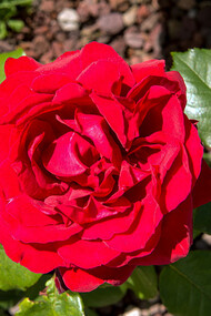 Una rosa 'San Valentino'