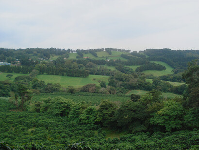Ambiente pastoril en Llano Bonito, Naranjo, Alajuela. Foto: Luko Hilje