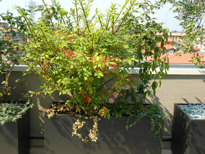 L'evonimo e l'olivo vicini contrastano per il bel fogliame