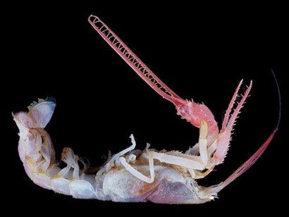 Aragosta cieca, Haumastochelopis
