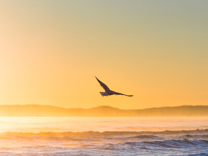 Gaviota sobrevuela el mar durante el atardecer. El transcurso del tiempo aleja la sabiduría de pasos por caminos conocidos