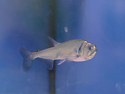 Una scena del film Bubble