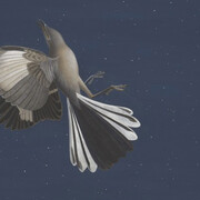 Mockingbird
Scott Gentling (1942–2011) Stuart Gentling (1942–2006)