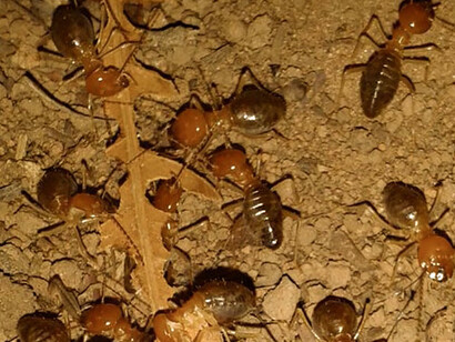Comején «Syntermes dirus»
