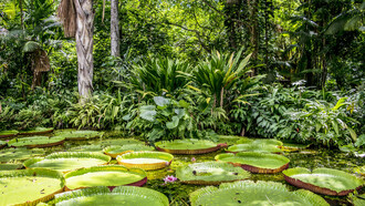 The Amazon Rainforest in Brazil is an important ecosystem in the world and the deforestation of it affects us all