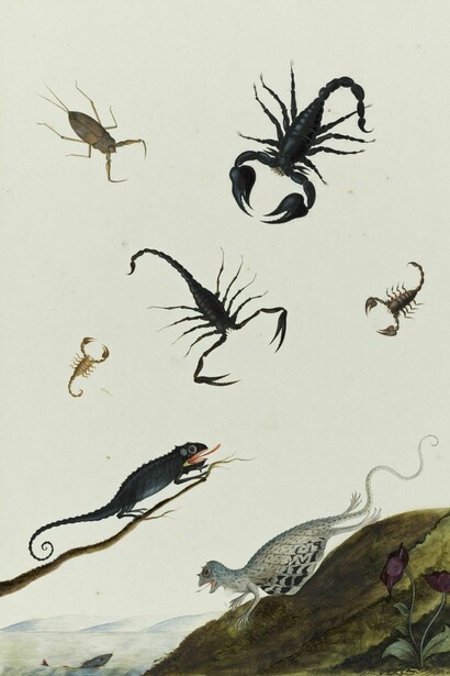 Nicolaas Struyk, Lizards and Crustaceans, watercolor and bodycolor on paper, 15 by 3/8 in.; 38 by 26.2 cm. Sotheby’s + Paul Kasmin Gallery , Naturalia: Scenes from the Underbrush, 19 January – 4 March 2017