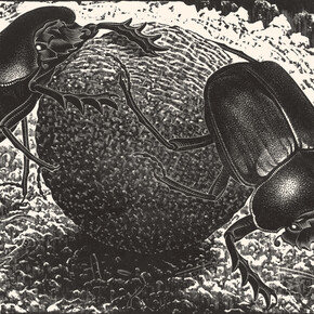 Maurits Cornelis Escher, Beetles, April 1935, xilography, 18,10 x 24 cm, Collezione Giudiceandrea Federico, All M.C. Escher works © 2015 The M.C. Escher Company. All rights reserved