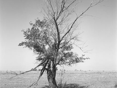 Nature, Culture. Courtesy of Amon Carter Museum of American Art
