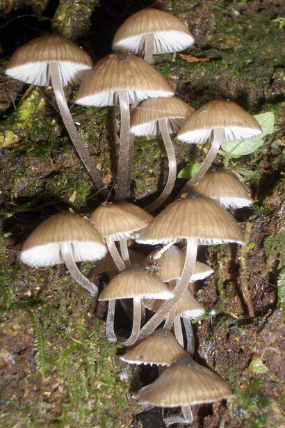 Cogumelo (Agaricales), Biritiba-Mirim, São Paulo, Brasil