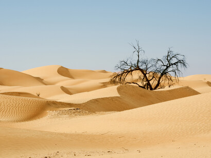 Prime propaggini del deserto del Rub Al Khali. Foto di Andrea Baschieri