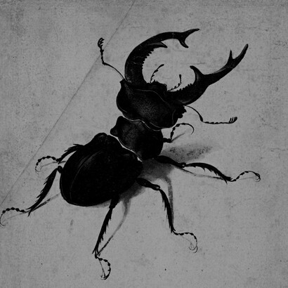 Ciervo volante de Alberto Durero