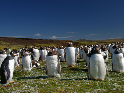 Colônia de penguins habitam as Ilhas Malvinas, na Argentina, abrigando 5 espécies diferentes