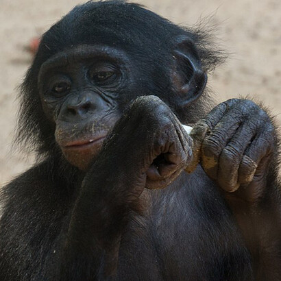 Molti scimpanzé dimostrano notevoli abilità cognitive: riconoscimento tattile bendati e strategie complesse nelle interazioni sociali, sottolineando l'importanza del pensiero nella loro evoluzione