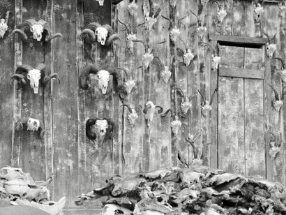 teschi di animali appesi come trofei in Dead Man di Jim Jarmusch