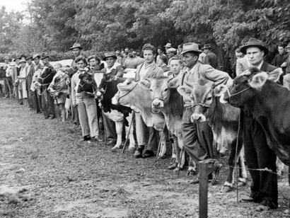 Una fiera del bestiame dopo la Guerra