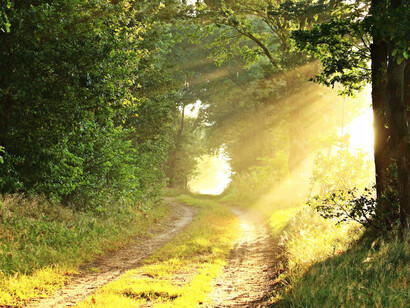 Sentiero nel verde con il sole che filtra tra gli alberi