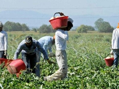 Farmworkers in Italy of an African descent working hard for little reward