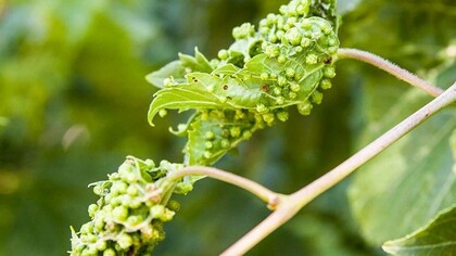 The devastation caused by phylloxera on this unsuspecting vineyard