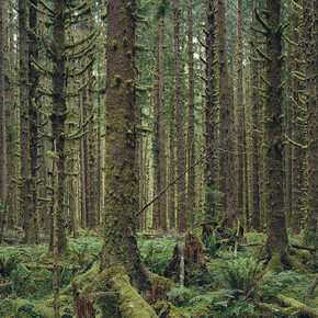 The Onrush of Scenery. Courtesy of Sikkema Jenkins & Co.