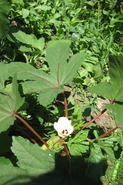 Fiore di Bamia o Ocra