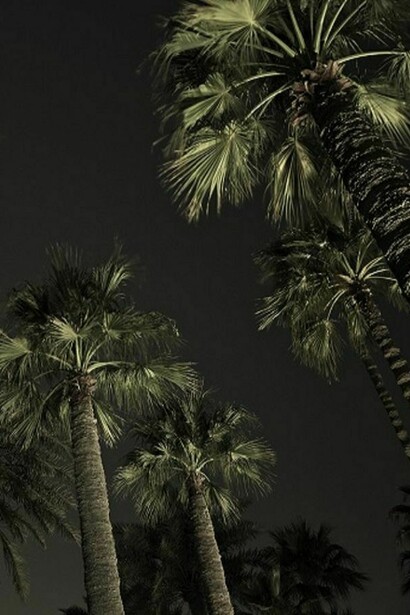 Palms... even in winter