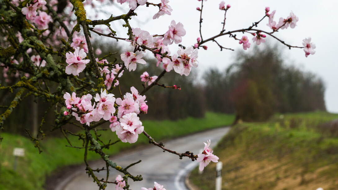 Hoy admiro a nuestro árbol, porque arriesga, embellece, anuncia y despabila, ilumina, despierta, da refugio