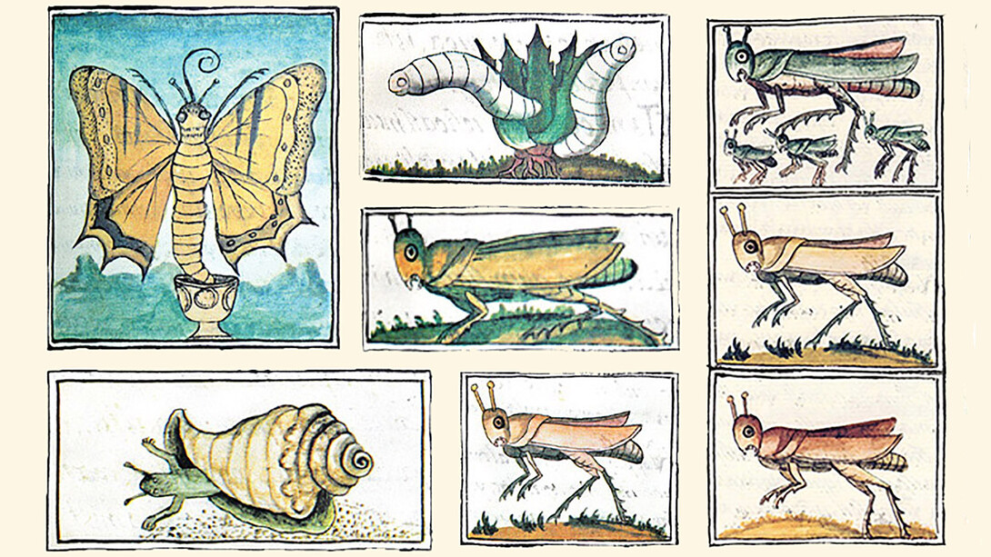 Insectos comestibles en códices mexicanos del Siglo XVI