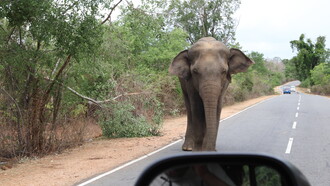 An elephant on the B35 demands food from passing vehicles © Gehan de Silva Wijeyeratne